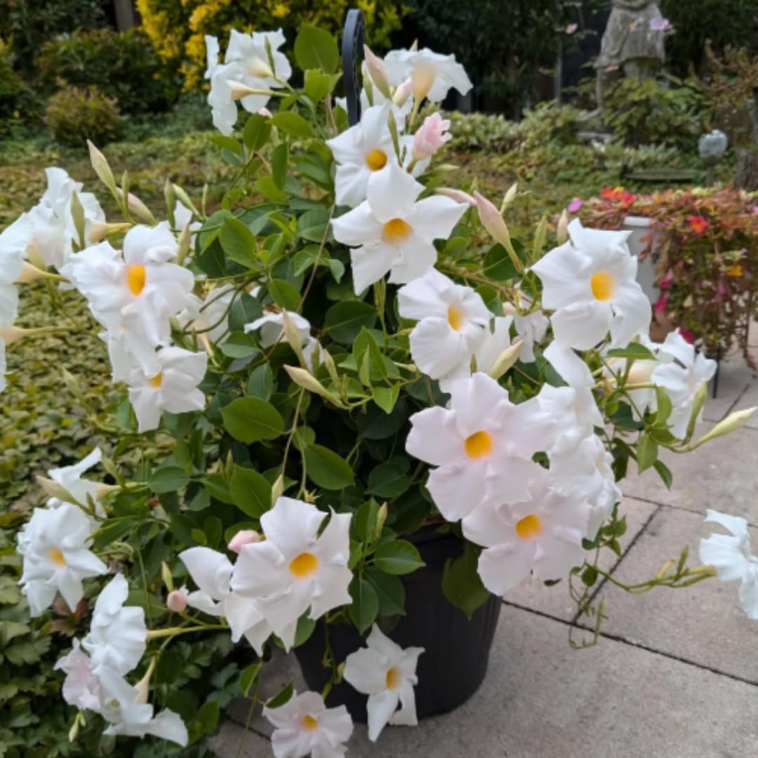 2 White Mandevilla Bush Plants, 5 to 7 Inc in Height, Mandevilla Live Plant, Mandevilla Plants Live
