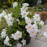 2 White Mandevilla Bush Plants, 5 to 7 Inc in Height, Mandevilla Live Plant, Mandevilla Plants Live