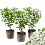 3 Blooming Jasmine Plants, Maid of Orleans Sambac Jasmine Live Plants, 4 to 6 Inc Tall, Jasmine Plants Live, Jasmine Well Rooted