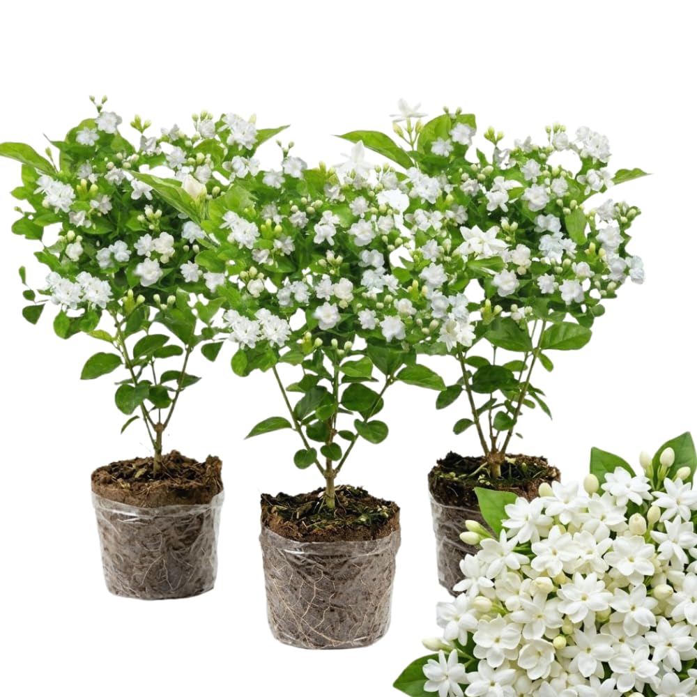3 Blooming Jasmine Plants, Maid of Orleans Sambac Jasmine Live Plants, 4 to 6 Inc Tall, Jasmine Plants Live, Jasmine Well Rooted