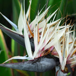 Blue White Bird of Paradise Live Plant, Vibrant Tropical Houseplant Flowers Strelitzia Reginae Size 5 to 9 Inc Tall, No Pot, Well-Rooted, Hardy