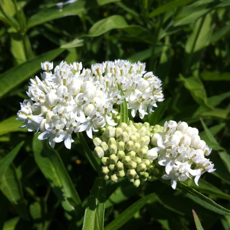 2 White Milkweed Plants Live, Tropical Butterfly Milkweed 4-8 Inches, Perennial Milkweeds Flowers Well Rooted Container or Outdoor Growing
