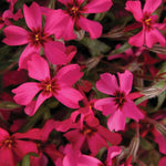 Set 2 Creeping Phlox Live Plants, Perennial Phlox Flower Ground Cover Plant, Hardy Creeping Phlox 5-8 Inches (Red)