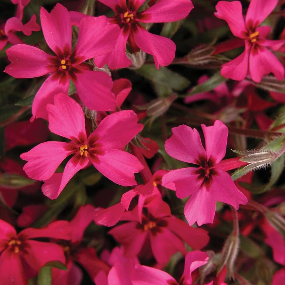 Set 2 Creeping Phlox Live Plants, Perennial Phlox Flower Ground Cover Plant, Hardy Creeping Phlox 5-8 Inches (Red)