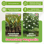 Sweetbay Magnolia Tree in Gallon Pot, Live Flowering Magnolia Tree, Hardy Ornamental Shade Trees with Fragrant Blooms