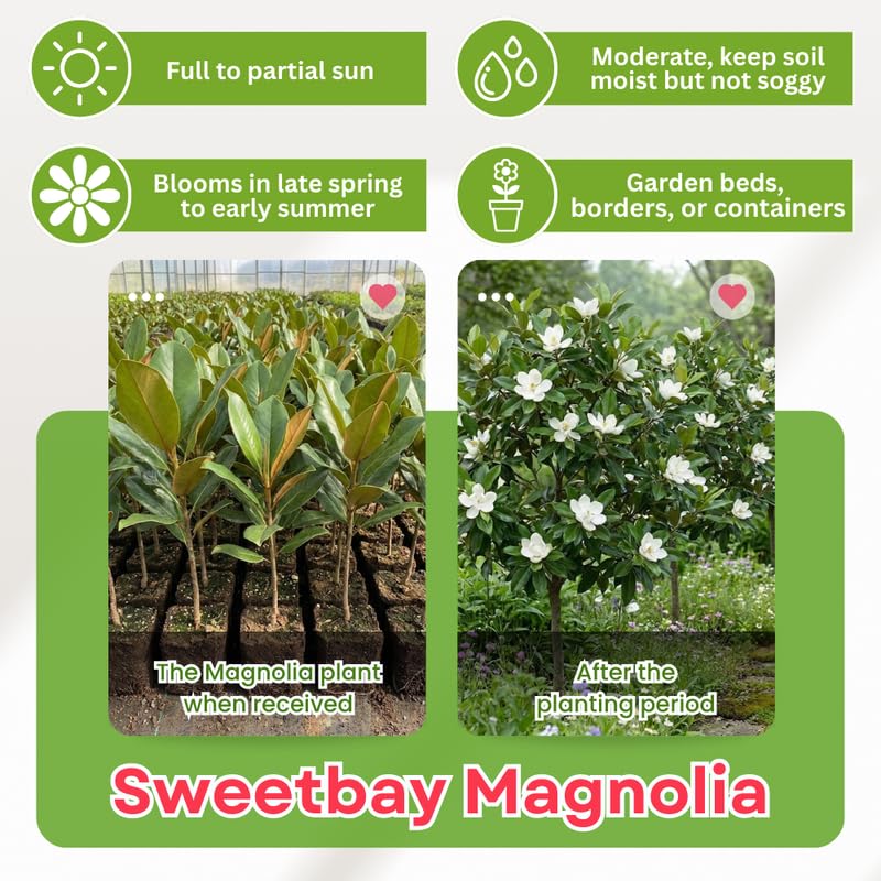 Sweetbay Magnolia Tree in Gallon Pot, Live Flowering Magnolia Tree, Hardy Ornamental Shade Trees with Fragrant Blooms