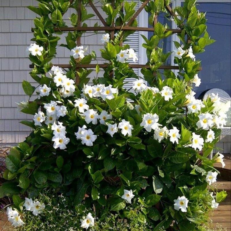 4 White Mandevilla Plants, Flowering Mandevilla Vine, 4-6” Tall,Trailing Outdoor Plant for Trellises, Hanging Baskets, or Pots