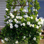 2 White Mandevilla Plants Live, Trailing Mandevilla Vine for Outdoor Planting, 4-6 Inch Tall Live Flowering Vine for Trellis or Containers