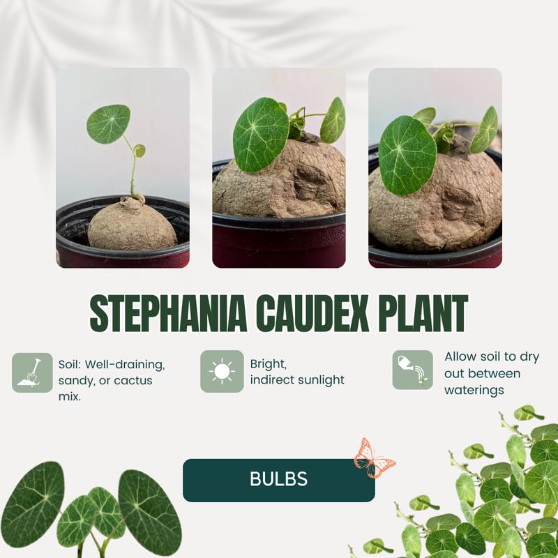 Rare Stephania Cephalantha Caudex Plant, Sprouting Succulent for Home Décor, Size 2-2.5 Inches Wide, Indoor Outdoor Ornamental, Already Sprout