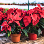 2 Poinsettia Plants Live, Dwarf Red Poinsettia Flowers Christmas Decorations, Holiday Houseplant, Poinsettias Trees Plants, No Pot, 5-9" Tall