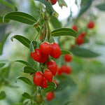 Set 2 Red Goji Berry Bush Live, 4-8 Inch Height, Goji Berry Fruit Plant for Outdoor Growing, Well Rooted, No Pot