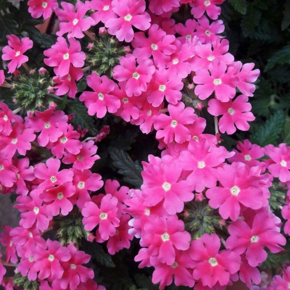 Verbena Live Plants 4 to 8 Inches Tall, Verbena Live Plant, Perennial Flower Trailing Plants for Planting, Well-Rooted Plant (Pink)