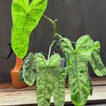 Variegated Philodendron Plant Live, Rare Tropical Variegated Live Indoor Houseplant, Starter Plants No Pot, 5-9" in Tall