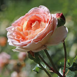 Rose Plant Live, Hybrid Tea Rose Bush Live Plant, 5-9 Inch Tall, Fragrant Flowers Shrub Ready to Plant Outdoor, No Pot, Well-Rooted (English Rose)