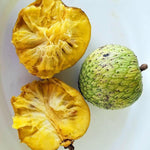 Yellow Annona Muricata Mountain Soursop Tree Live Plant, Starter Size 5”-10” Seedling in Pot, Hardy, Tropical Flavor