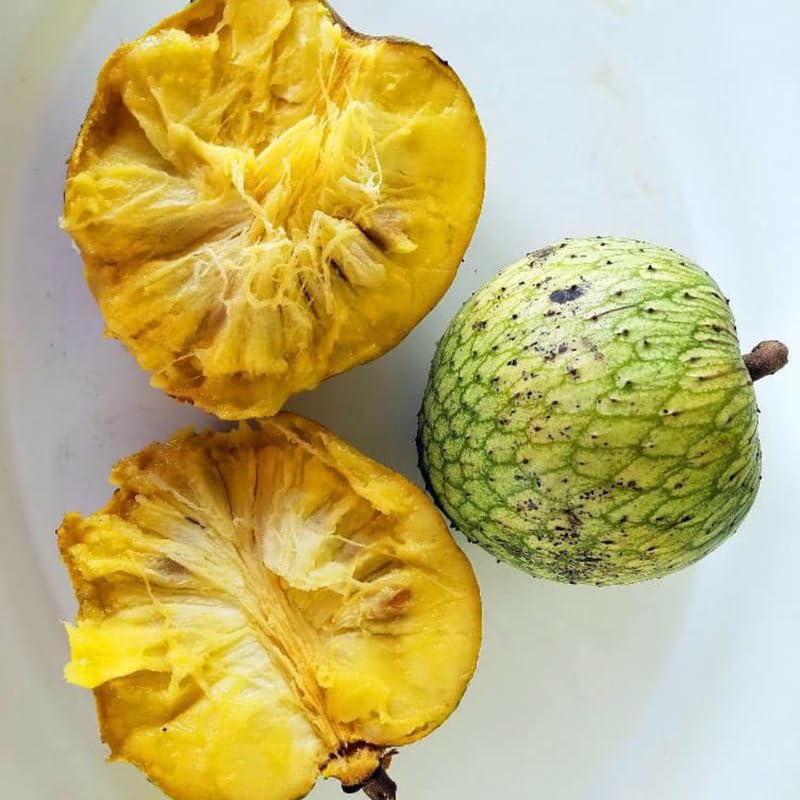 Yellow Annona Muricata Mountain Soursop Tree Live Plant, Starter Size 5”-10” Seedling in Pot, Hardy, Tropical Flavor