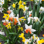 10 Mix Daffodil Bulbs for Spring Planting, Double Daffodils Bulbs for Planting, Flower Bulb Gardening Outdoor Indoor