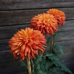 Chrysanthemum Flower Plant, Dark Orange Mums Plant Live for Gardening Outdoor, 5 to 7 Inc Tall Chrysanthemum Plants Live, No Pot Mum Live Plant