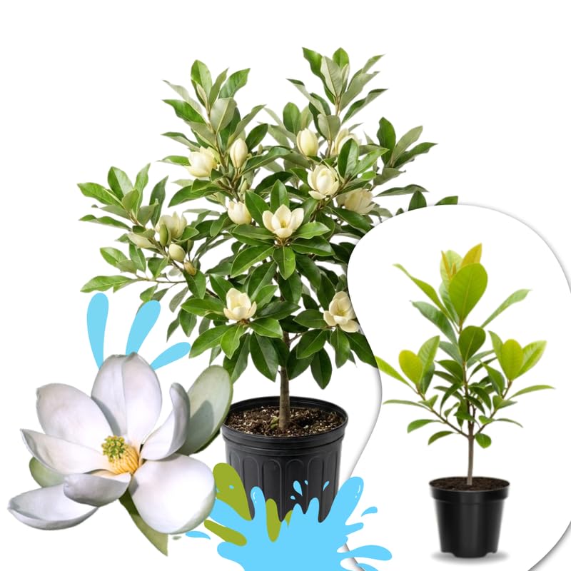 02 Sweetbay Magnolia Trees Live Plants 2.5" Pot, 1 Year Old Well-Rooted Tree, Cold Hardy, Magnolia Shrub for Spring Planting, Fast-Growing