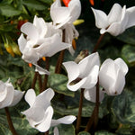 White Cyclamen Plant Live, Flowering Houseplant, 4" Pot