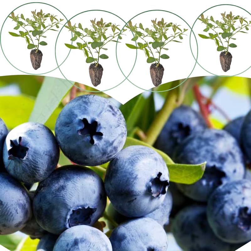 3 Sweet Fragrant Blueberry Bushes Seedlings, High-Yield Blueberry Trees Live Plants, 6 Months Old, Starter 3-6" in Tall, Cold Hardy Zones 4-7