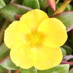 Set 3 Yellow Portulaca Plants Live, Purslane Moss Roses Flowers, Clumps 3-5" Tall to Grow Indoor Outdoor