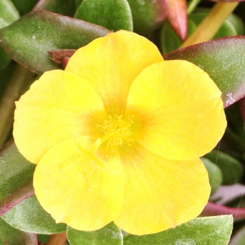 2 Yellow Portulaca Plants Live, Clumps 3-5" Tall Purslane Moss Rose Flowers for Indoor Pots, Outdoor Garden, Hanging Baskets