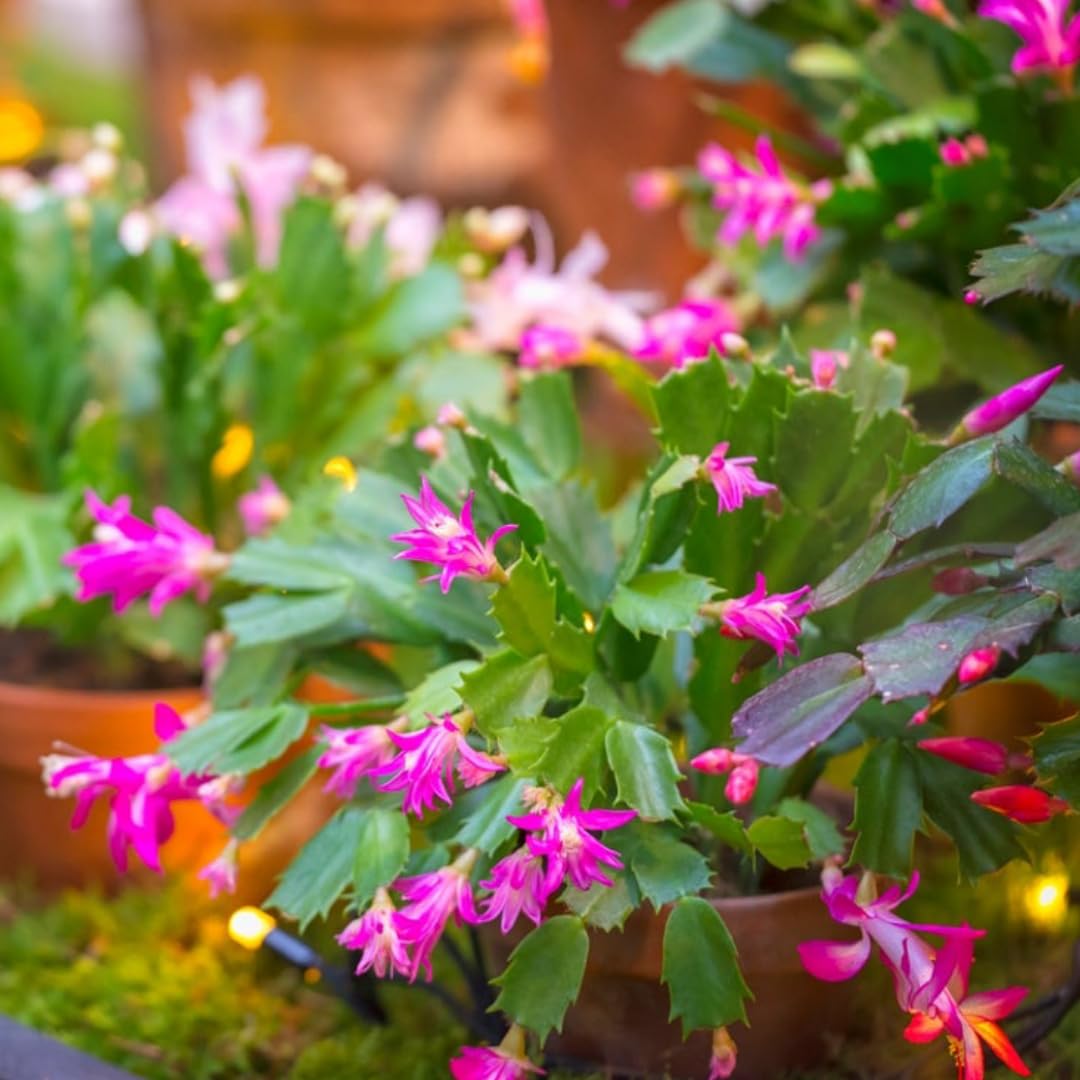 Thanksgiving Cactus Live Plant Ready to Bloom, Holiday Christmas Cactus Plants Live 5-8" Tall, No Pot, Winter Bloom, Indoor Planting, Ready to Blooms (Pink)