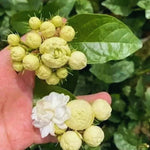 3 Grand Duke of Jasmine Plants Live, Jasmine Flower Plant for Gardening, 5 to 7Inc Long Live Plants
