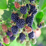 2 Thornless BlackBerry Plants Live for Planting, BlackBerry Bushes Live Plants 5 to 8 Inc Tall, Blackberries Fruit (Triple Crown BlackBerry)
