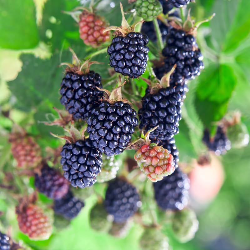 2 Thornless BlackBerry Plants Live for Planting, BlackBerry Bushes Live Plants 5 to 8 Inc Tall, Blackberries Fruit (Triple Crown BlackBerry)