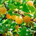 Gooseberry Bush Live Plant, 5-10 Inch Tall, Gooseberry Plant Live for Growing, Gooseberry Tree Live Plant (Sweet Gooseberry)