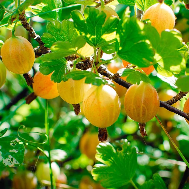 Gooseberry Bush Live Plant, 5-10 Inch Tall, Gooseberry Plant Live for Growing, Gooseberry Tree Live Plant (Sweet Gooseberry)