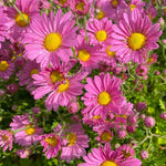 Raspberry Chrysanthemum Plant, Set 2 Raspberry Mums Plants Live, Hardy Perennial Mum Live Plant, 3 to 6 Inch Tall Garden Mum Starter Plants for Garden Beds, Containers, Vibrant Fall Blooms, No Pot
