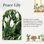 Pack 2 Peace Lily Plants, Peace Lily Houseplant, Well Rooted Indoor House Plant 4-7 Inch Tall, Variegated Foliage