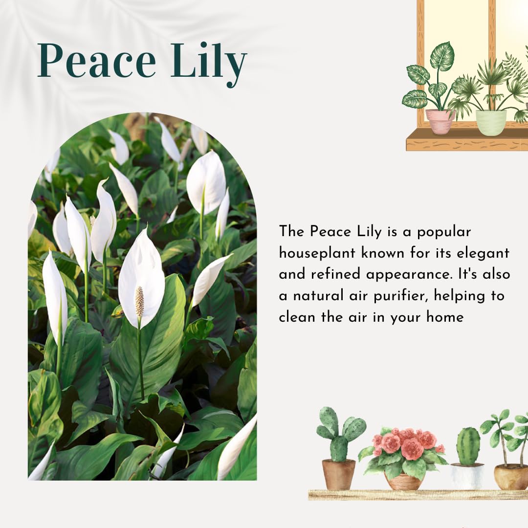 Pack 2 Peace Lily Plants, Peace Lily Houseplant, Well Rooted Indoor House Plant 4-7 Inch Tall, Variegated Foliage