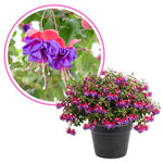 Purple Fuchsia Plant Live 4'' Pot, Hardy Flowering Fuchsia Starter 3-6'' Tall, Hanging Basket or Patio Garden Plants, 2 Plants per Pot