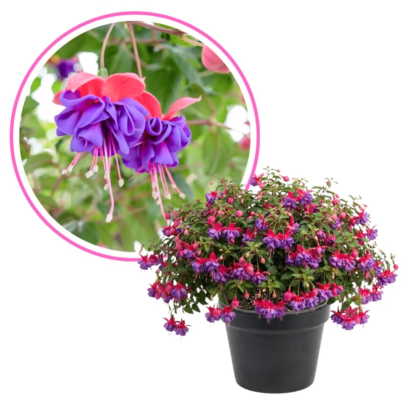 Fuchsia Plant Live 4'' Pot, Hardy Flowering Fuchsia Starter 3-6'' Tall, Hanging Basket or Patio Garden Plants, 2 Plants per Pot