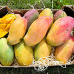 NAM Doc Mai Mango Tree Live Plant Grafted, 14 to 18 Inches Tall in Pot, Ready to Bear Fruit in 1 Year, Sweet Mango Tree for Planting