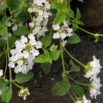 Set 2 Traling White Lantana Plants Live, Perennial Lantana Flowering Plants 4-8 Inches, Bright Flowers Outdoor