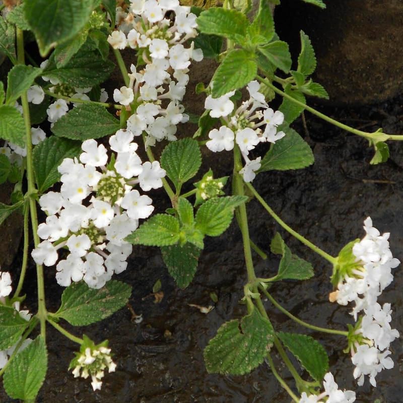 Set 2 Traling White Lantana Plants Live, Perennial Lantana Flowering Plants 4-8 Inches, Bright Flowers Outdoor