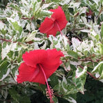 Hardy Hibiscus Plant Live, Variegated Red Hibiscus Tree Live Plant from 8 to 10 Inches Tall, Perennial Hibiscus Flower