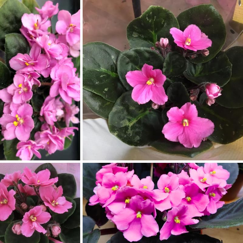 African Violet Live Plant in 4" Pot, Pink African Violets Plants Houseplant Well-Rooted, Indoor Outdoor Blooming, Holiday Flower Bush