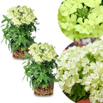 2 Light Green Verbena Plants Live, Perennial Ground Cover or Trailing Bushes Shrubs, 5-9 Inches Tall, Verbena Flower for Planting