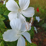 Hibiscus Plant Live, Hardy Hibiscus Tree Live Plant from 4 to 8 Inches in Height, Perennial Hibiscus Flower, White Flower