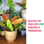1 Random Philodendron Plant Live, Rare Tropical Variegated Live Indoor Houseplant, Starter Plants No Pot, 5-9" in Tall