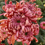 Pack 3 Peach Chrysanthemum Plants, Mums Plants Live, 3 to 6 Inch Tall Garden Mum Live Plant, Vibrant Fall Blooms, Hardy Chrysanthemum Flowers, No Pot