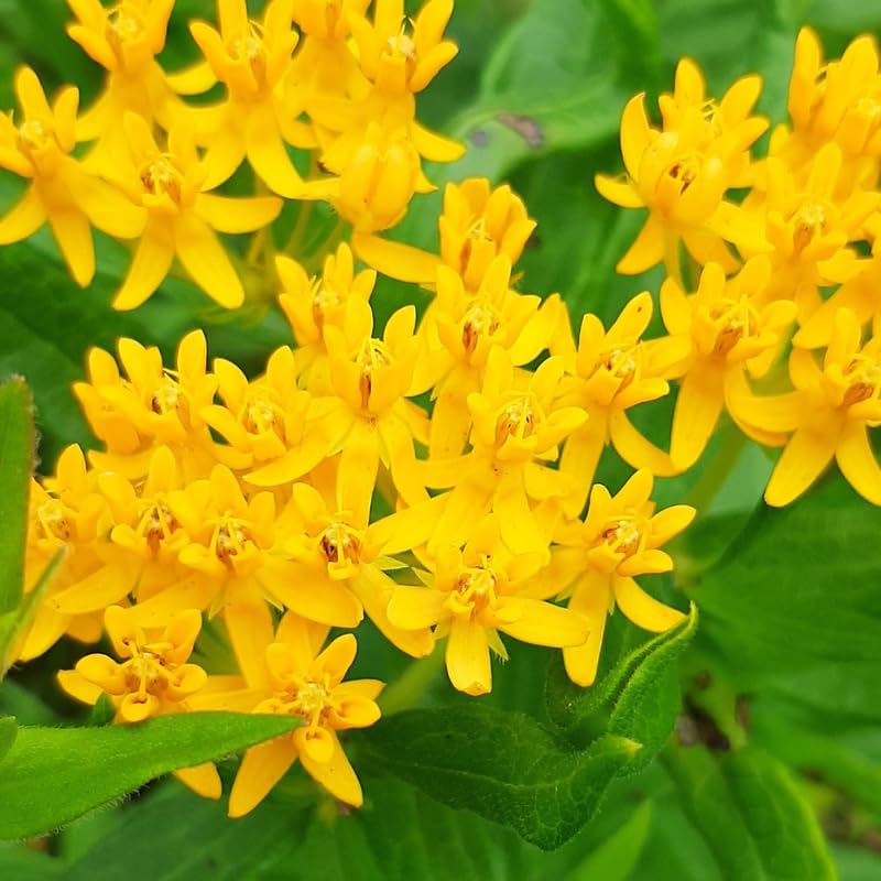 2 Yellow Milkweed Plants Live, Tropical Butterfly Milkweed 4-8 Inches, Perennial Milkweeds Flowers Well Rooted Container or Outdoor Growing