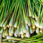 Big 5 Lemon Grass Live Plants, Lemongrass Plants Indoor Outdoor Planting, Herb Rooted Lemongrass Stalks