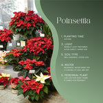 Yellow Pink Poinsettia Plant Live 4-8 Inches, Vibrant Poinsettia Flowers for Holiday, Live Indoor Houseplant, No Pot